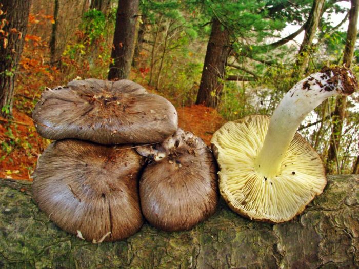 트리콜로마 버섯