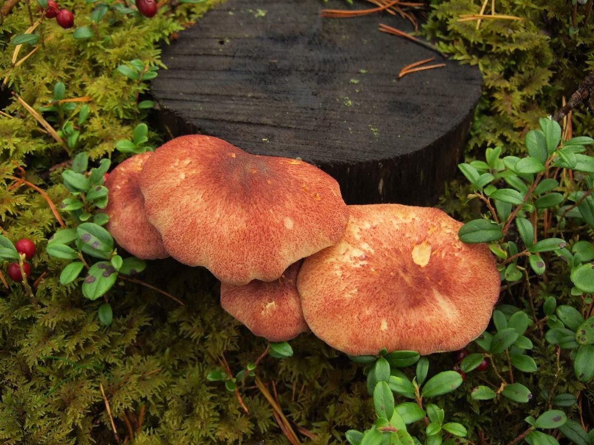 노랑-빨강 로완