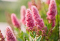 가을철 스피레아 관리