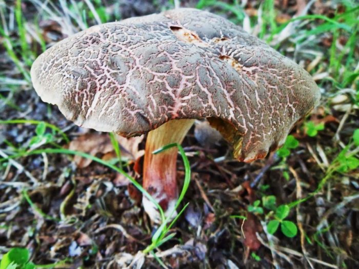 얼룩무늬 볼레투스