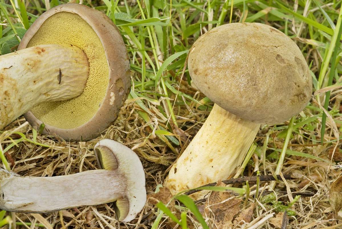 밤나무 볼레투스