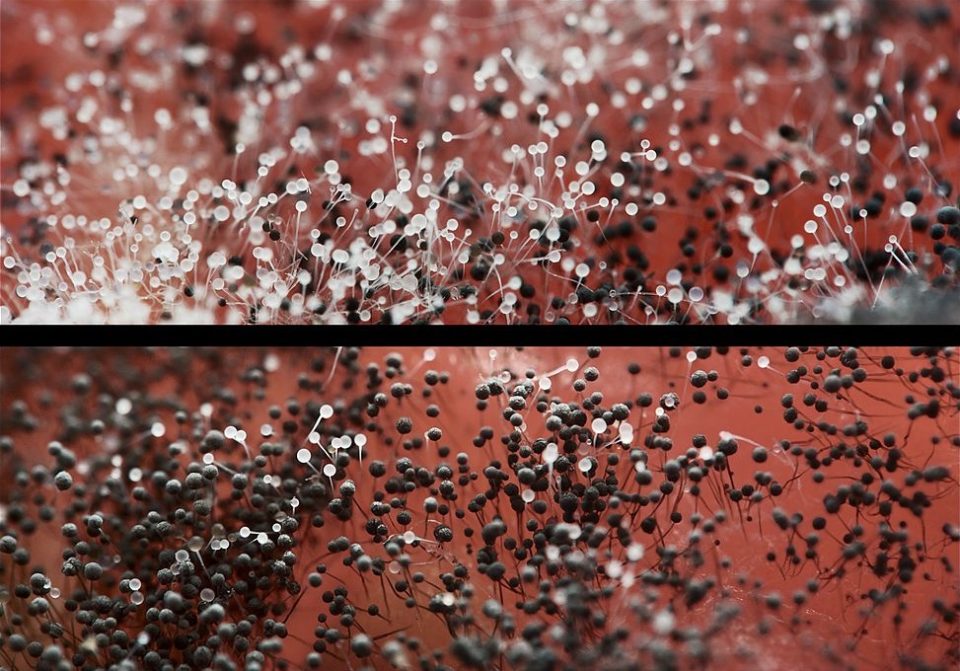 아스페르길루스