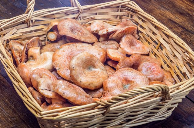 사프란 밀크캡 보관