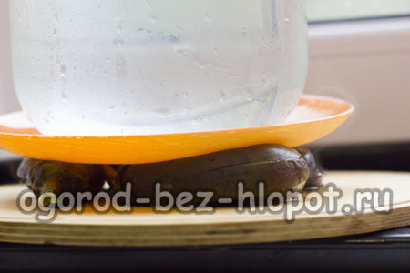 가지를 프레스 아래에 놓다