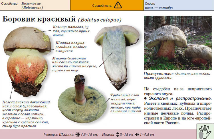 버섯에 대한 설명