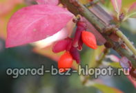 euonymus