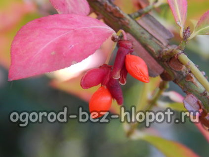 euonymus