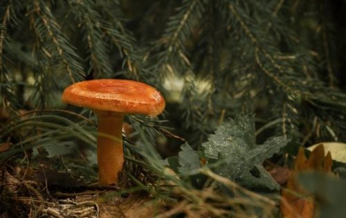 사프란 밀크캡의 분포 지역