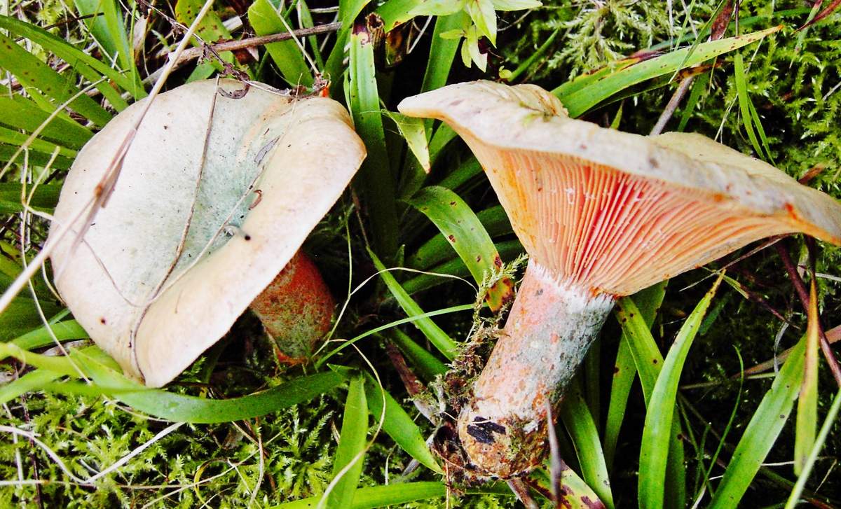 붉은 사프란 밀크캡