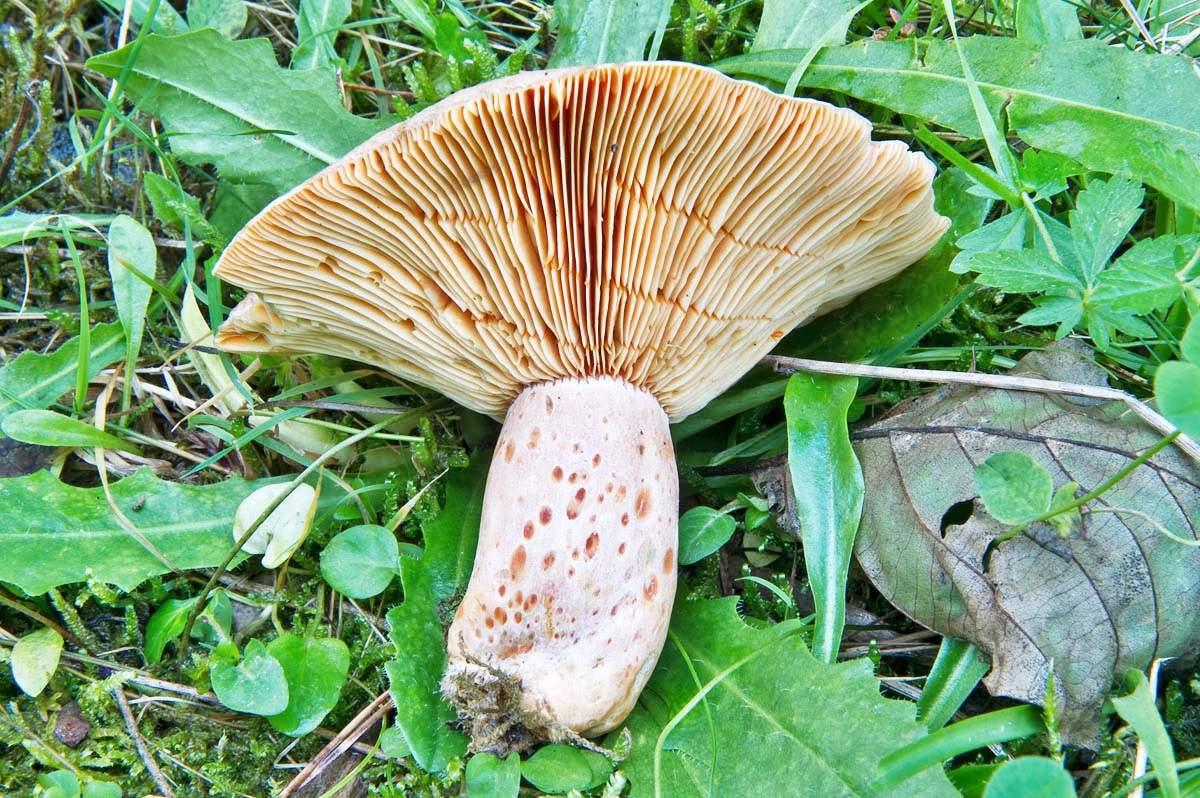 일본 사프란 밀크캡