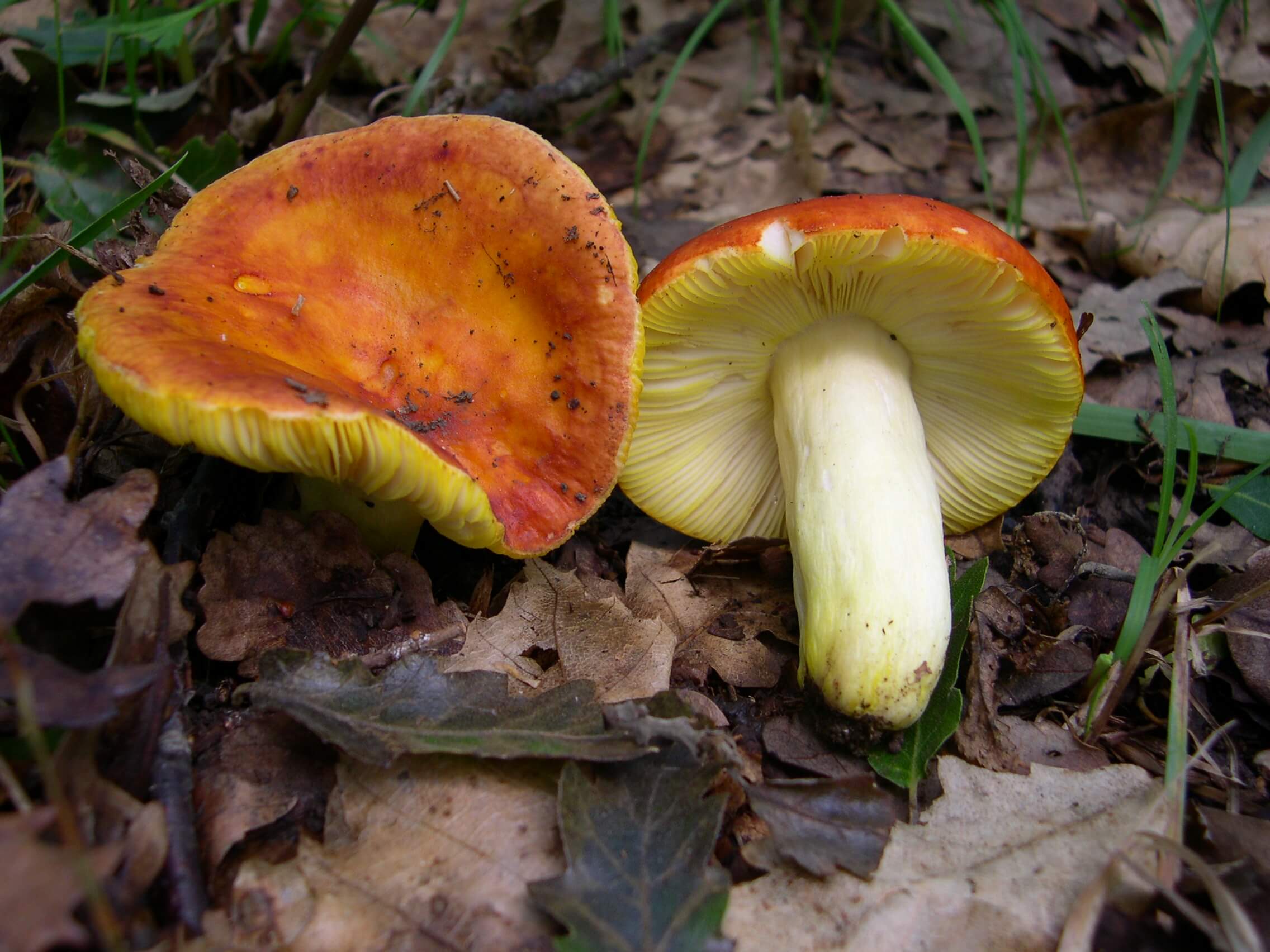 버섯 섭취 제한