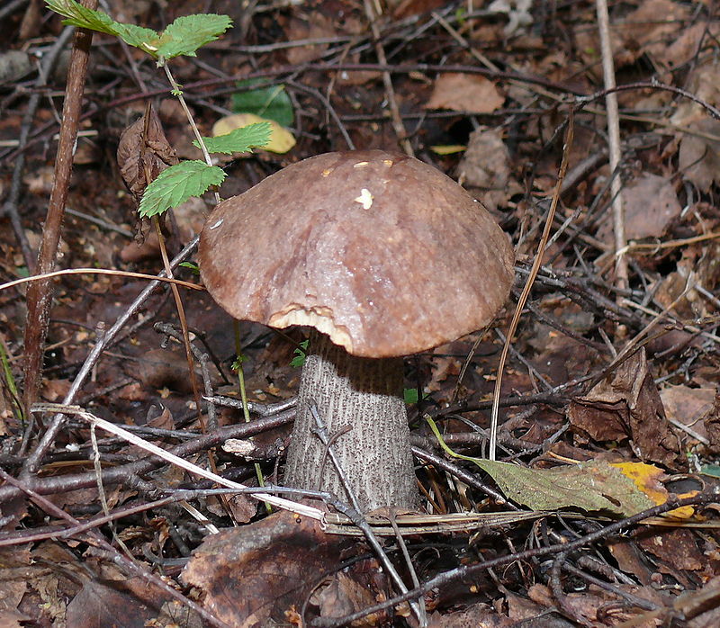 일반 자작나무 버섯