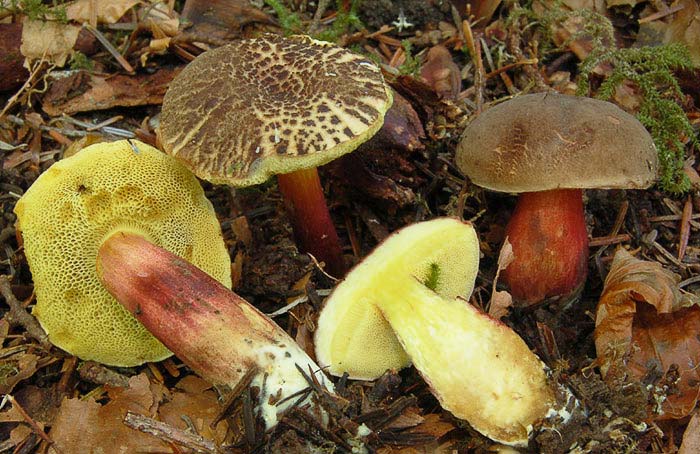 얼룩무늬 볼레투스