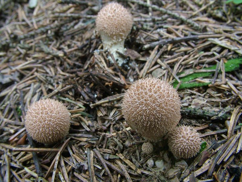 퍼프볼은 냄새가 심해요