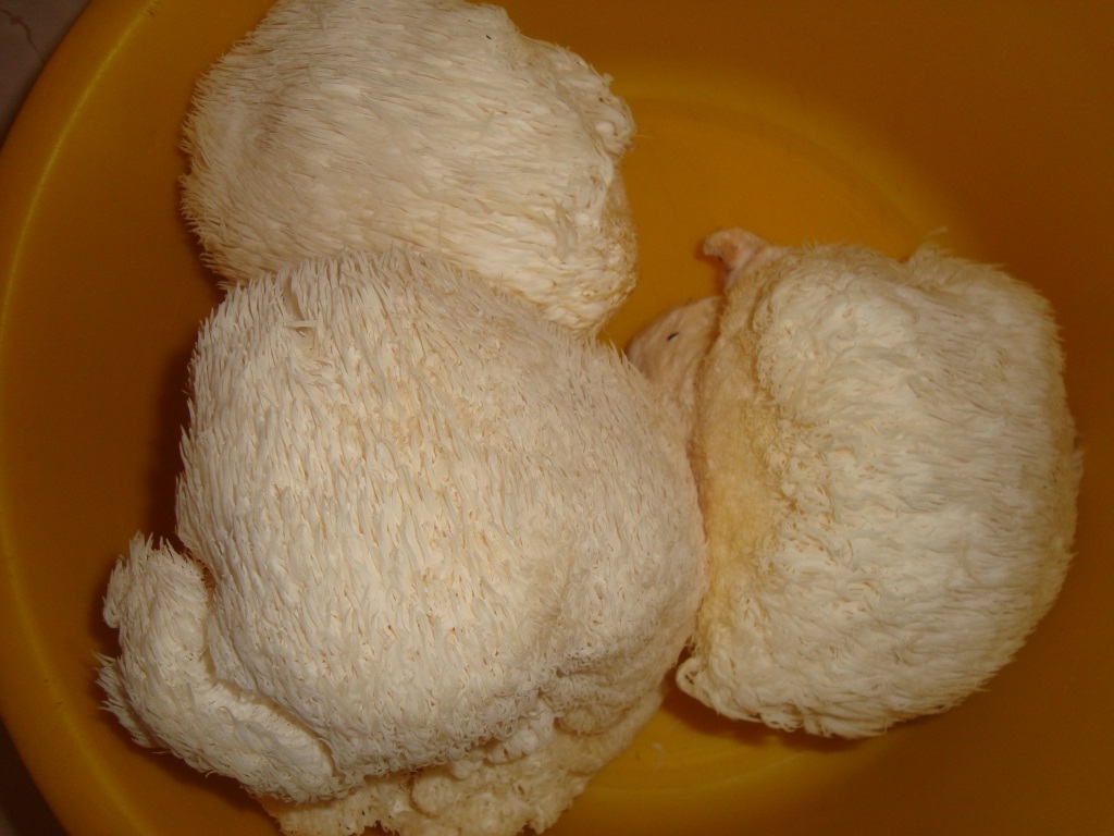 버섯 요리 준비