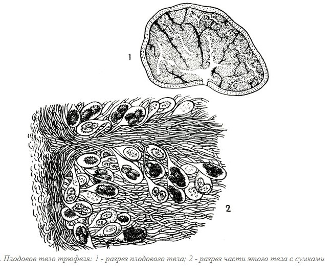 버섯구조의 특징