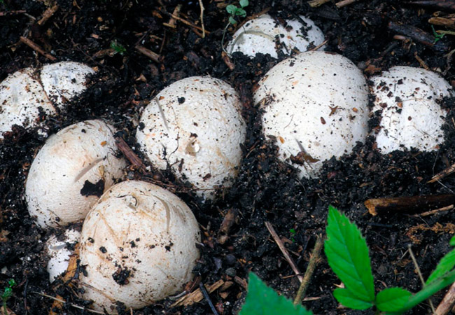 어린 버섯의 몸