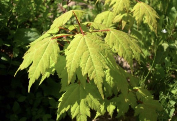 수염이 있는 단풍나무 종류