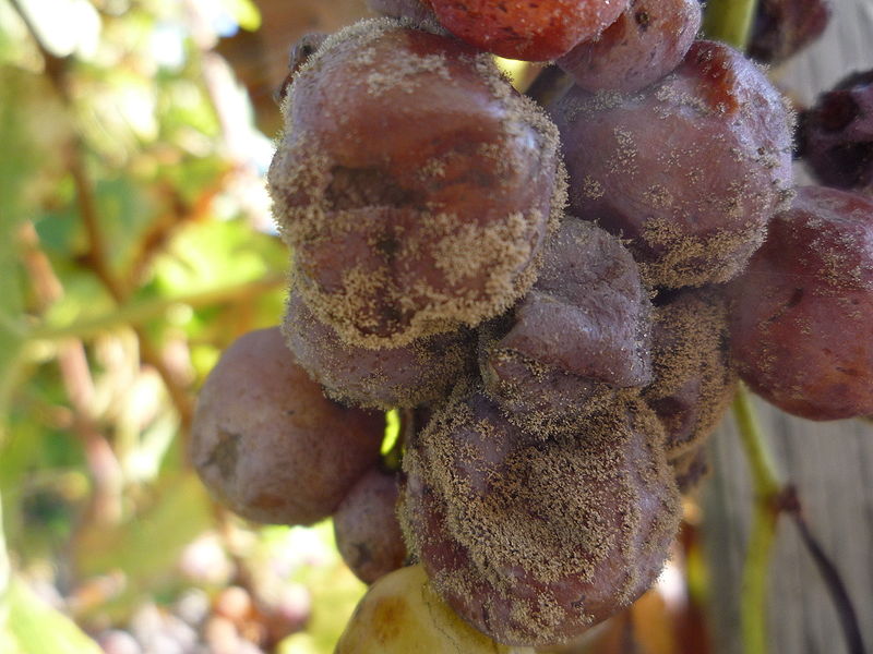 포도 열매의 Botrytis cinerea