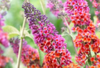 부들레야의 겨울 준비