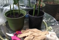 겨울 동안 장미 보관하기