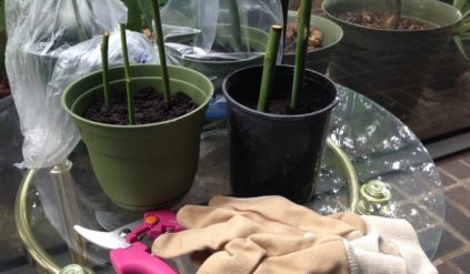 겨울 동안 장미 보관하기