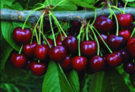 벚꽃나무 심는 방법