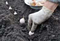 겨울 마늘 심기