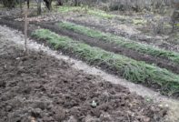 늦가을의 채소밭