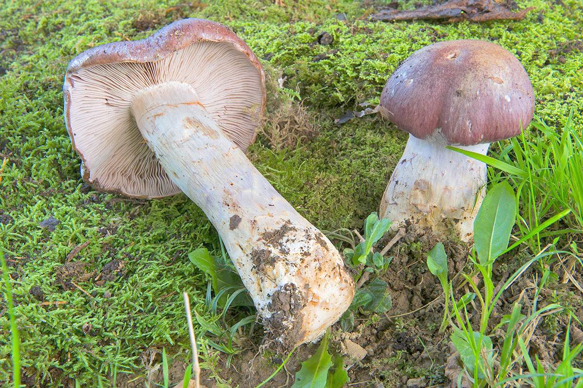 코르티나리아 수페르보