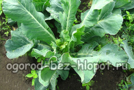 정원의 콜리플라워