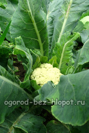 콜리플라워 관리