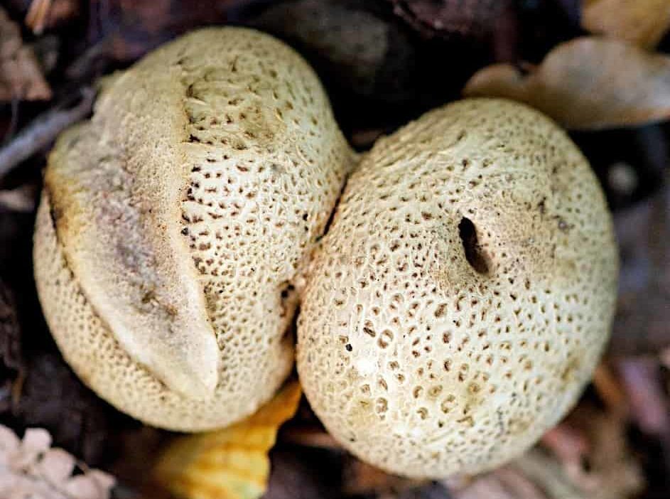 사마귀가 있는 퍼프볼