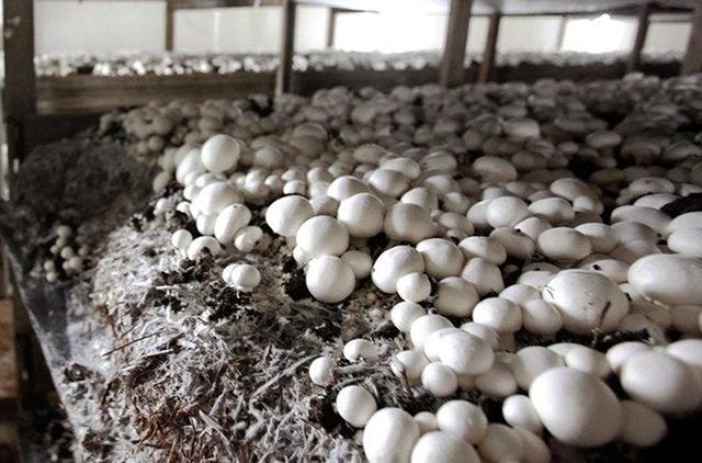 집에서 버섯 재배하기