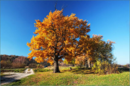 가을에 참나무는 어떤 모습일까요?