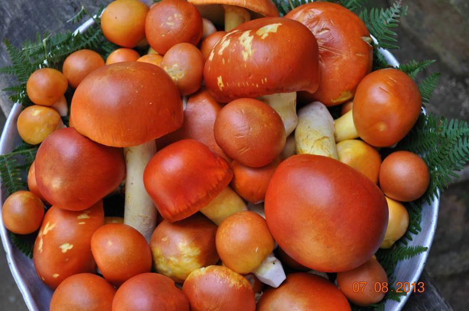 시저의 파리독버섯