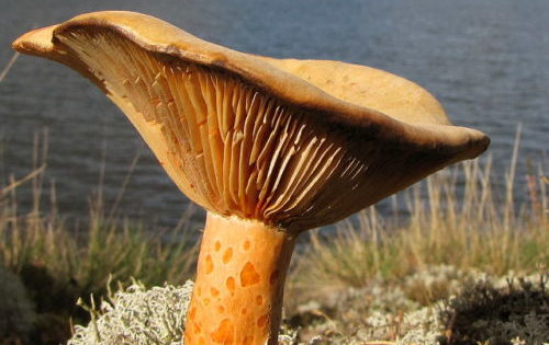 사프란 밀크캡의 분포 지역