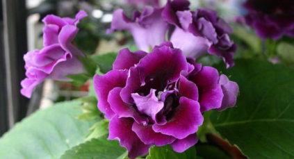 가을철 글록시니아 관리