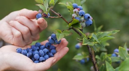 겨울 동안 블루베리를 덮다