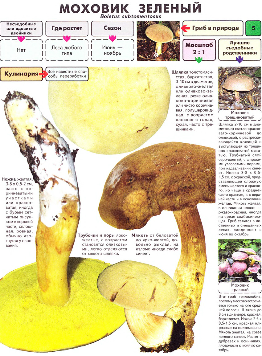 파리아가릭에 대한 일반 정보