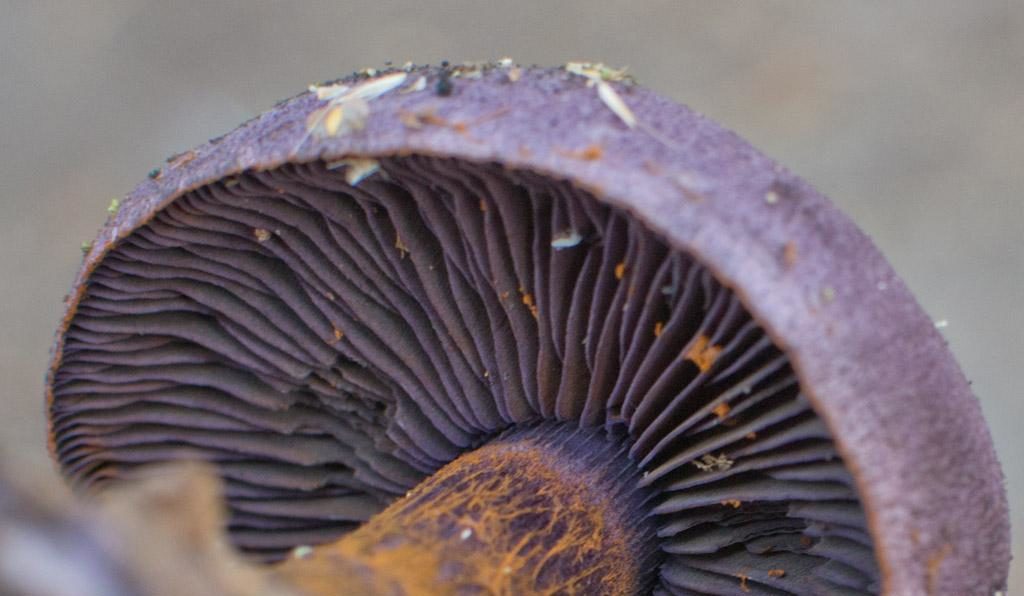 거미줄 모자의 유용한 특성