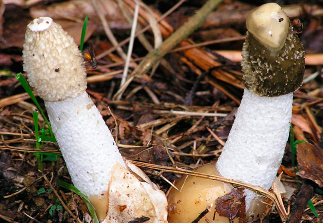 거짓 모렐 버섯