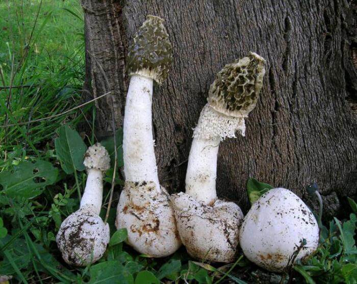 버섯 사용에 대한 금기 사항