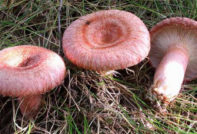 살구버섯과 러슐라