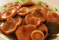 절인 사프란 밀크캡