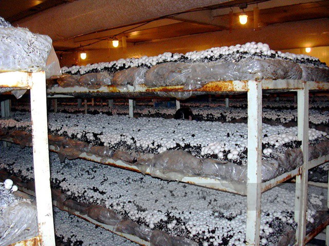 블록으로 버섯 재배