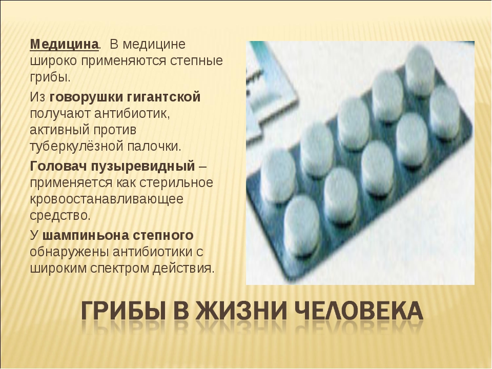 의학에서 버섯의 사용