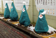 측백나무를 덮는 방법