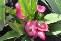 칼라 백합 보관 방법