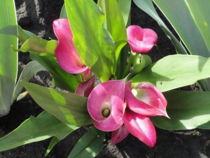 칼라 백합 보관 방법